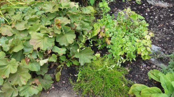 September Cottage Garden TOUR with PLANT NAMES and locations! Beautiful Maine Garden.