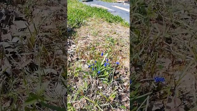 Неизвестный мне весенний цветок вырос на даче смотреть онлайн