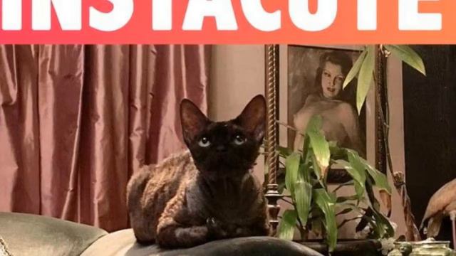 Aleister Le chat star de Dita Von Teese ! смотреть онлайн