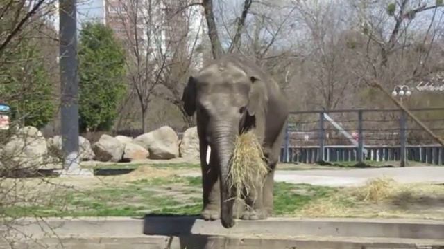 Слон не хочет купаться. смотреть онлайн