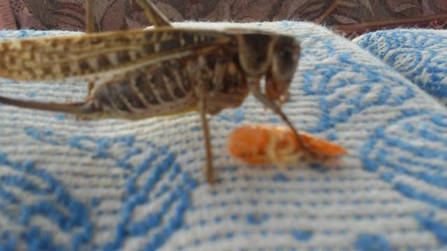 Саранча ест креветку. НЕВЕРОЯТНО ( Скадовск ) смотреть онлайн