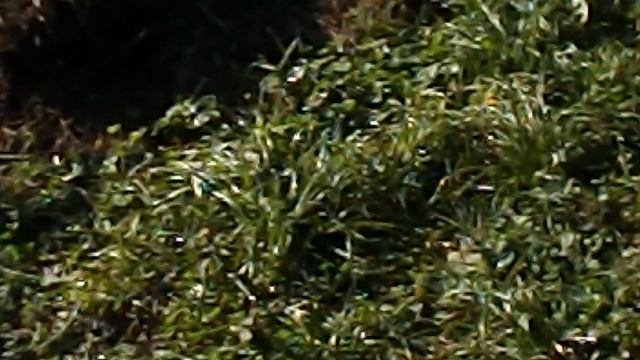 DSCN1346.AVI Экскурсия в Северную Осетию.Дигория.