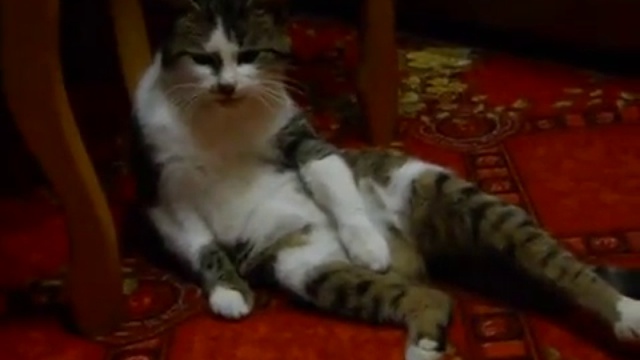 Интервью с котом смотреть онлайн