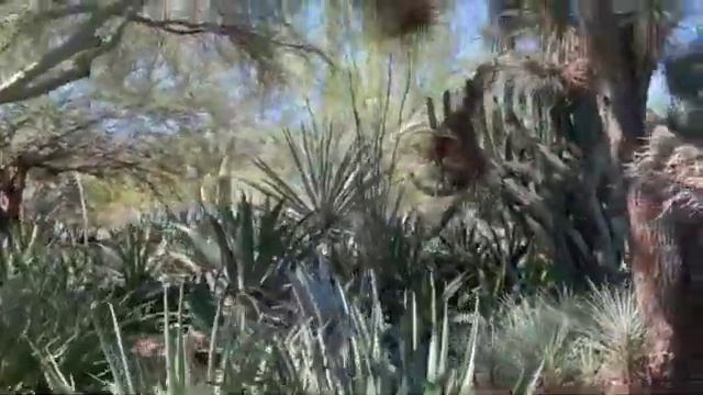 Desert Botanical Garden nature outdoors ecosystems cactus plants agave Phoenix Arizona America 20 смотреть онлайн