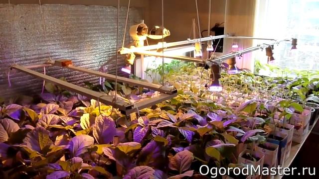01. О росте рассады с досветкой смотреть онлайн