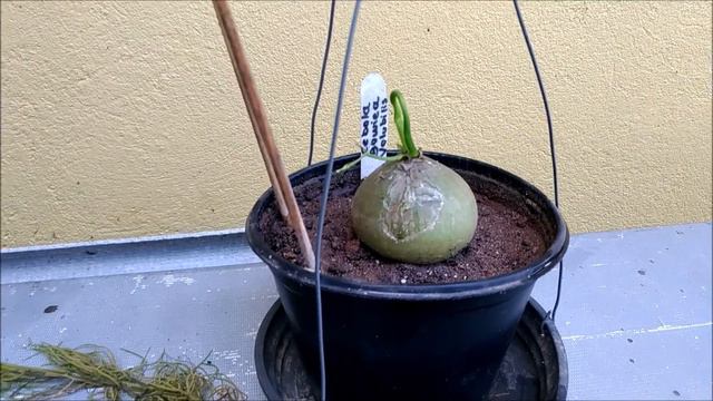 Olha o que aconteceu com a Bowiea volubilis-Simonefelic. смотреть онлайн