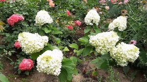 МЕТЕЛЬЧАТЫЕ ГОРТЕНЗИИ В САДУ. ОБЗОР СОРТОВ.