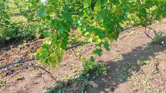 20160726 Виноград Долгожданный смотреть онлайн