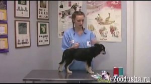Как сделать укол собаке внутримышечно и подкожно. how to make the dog an injection
