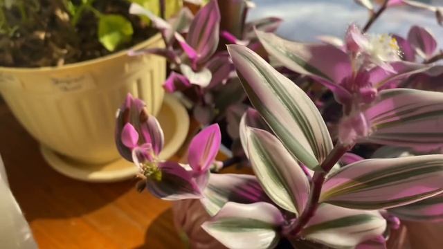 Весной на даче . Выращиваю цветы рассаду готовлюсь к переезду смотреть онлайн