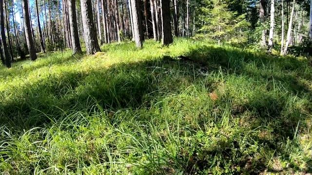 Лисички-черника, дары природы. смотреть онлайн