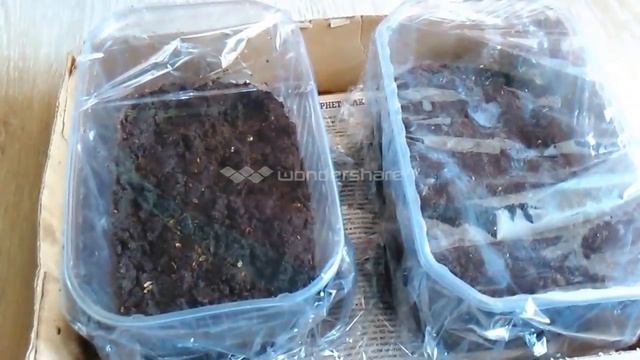 Как вырастить укроп и петрушку дома смотреть онлайн