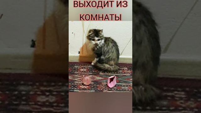 ФОТОИСТОРИЯ О СПАСЕНИИ БОЛЬНОГО КОТЁНКА, КОТОРЫЙ УЖЕ НЕ ХОТЕЛ БОРОТЬСЯ И СМИРИЛСЯ СО СВОЕЙ УЧАСТЬЮ смотреть онлайн