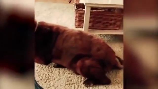 Собака пердит , кот блюёт | просто оррр лол смотреть онлайн