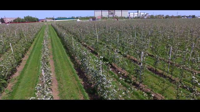 Аэросъемка SadBam Цветение 4K смотреть онлайн