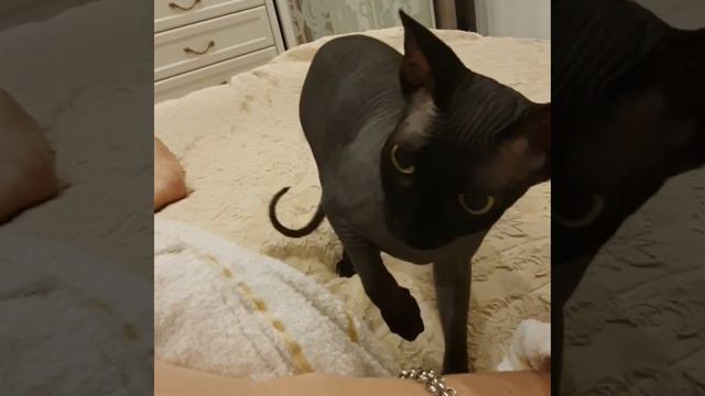 кот задира) смотреть онлайн