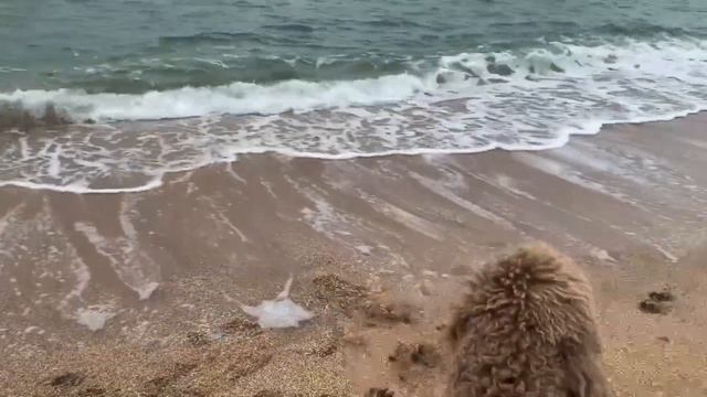 Большой королевский пудель смотреть онлайн