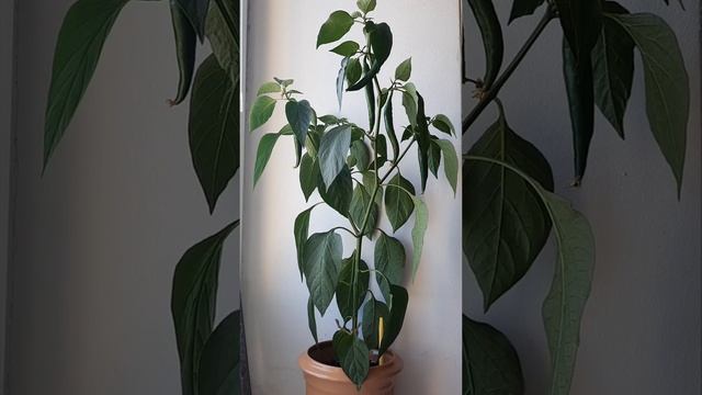 Перец оживает после полива