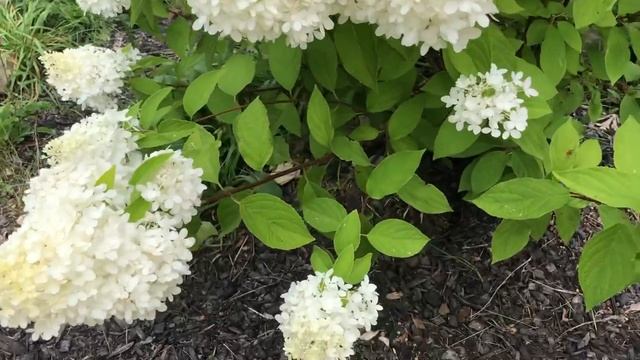 My sweet summer paniculata hydrangea on 3rd August 2021 смотреть онлайн