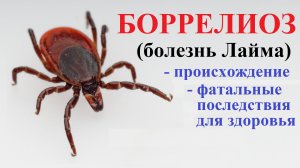 Иксодовые клещи. Боррелиоз (болезнь Лайма)- происхождение, влияние на здоровье человека