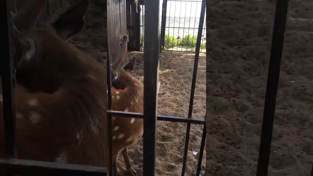 Комарово спб зоопарк в ресторане Русская рыбалка все для детей залив пляж сосны смотреть онлайн