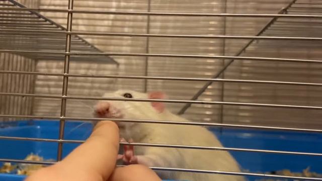 обзор нового корма для крыс🐀💖 смотреть онлайн