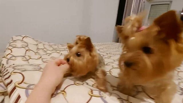 Папа нам купил вкусняшки и новую игрушку!Йоркширский тёр ер Кукки и Анжелик смотреть онлайн