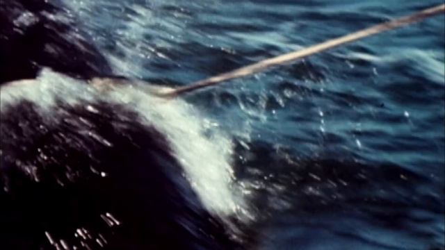 Blackfish - Official Trailer