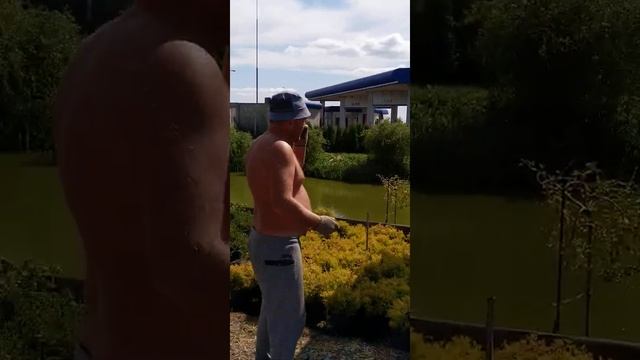 Покупка можжевельника в питомнике смотреть онлайн