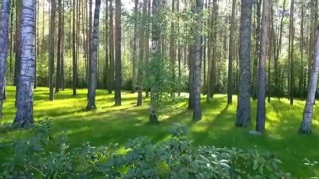 видео смотреть онлайн