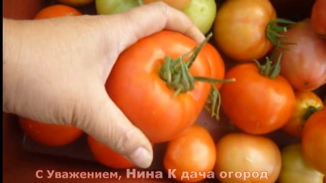 ЭТОТ СОРТ ТОМАТОВ МЕНЯ ПОРАДОВАЛ, САЖАТЬ БУДУ. УРОЖАЙНЫЙ СОРТ ПОМИДОР СПАССКАЯ БАШНЯ F1 для СибириБМ смотреть онлайн