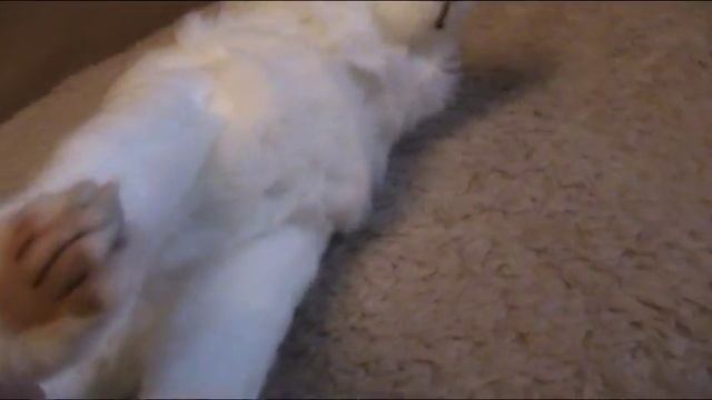 Мягкая игрушка HANSA лиса арктическая сидящая 30 см смотреть онлайн