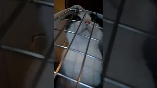 Плачет киска смотреть онлайн