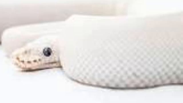 Khwab Main Azdaha Dekhna | Azdaha | Anaconda | Python | Snake | Dragon | Khwab Mien Sanp Dekhna смотреть онлайн