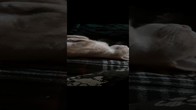 1000009174.mp4барсик смотреть онлайн