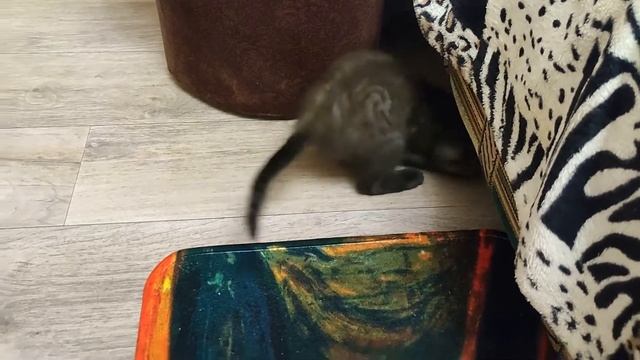 Какой дом без КОТА? Воплощение детской мечты - Сём Сёмыч! смотреть онлайн