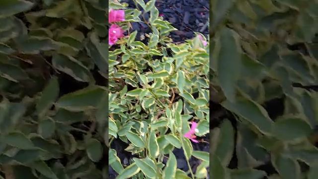 цветы. в США. моя работа ухаживать за цветами смотреть онлайн