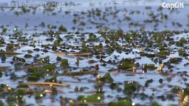 Отдых на Волге около села Усовка смотреть онлайн