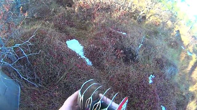 Сбор клюквы в холодных условиях в ледяной воде 17. 10. 2015 смотреть онлайн