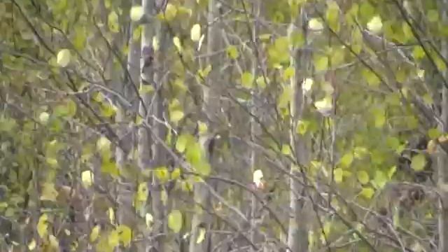 Свежый ветер осени! смотреть онлайн