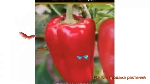 Перец сладкий Доминатор (dominator dominator) ? Доминатор обзор: как сажать, семена перца Доминатор смотреть онлайн