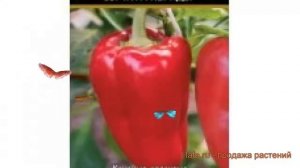 Перец сладкий Доминатор (dominator dominator) ? Доминатор обзор: как сажать, семена перца Доминатор