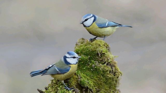 пениё лазоревка смотреть онлайн