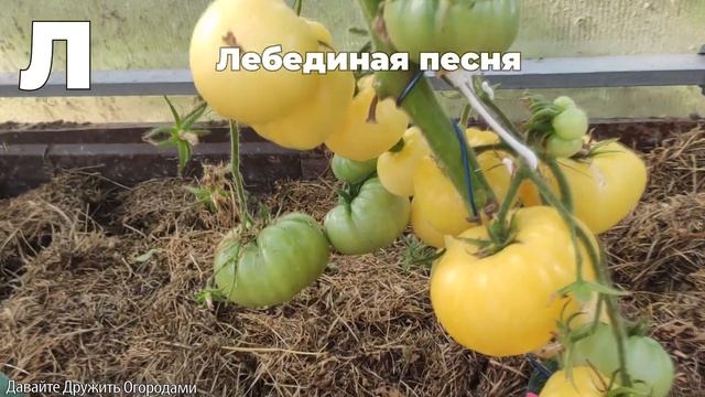 Томаты на букву Л. ПОЛНЫЙ ОБЗОР. ОТ А ДО Я смотреть онлайн