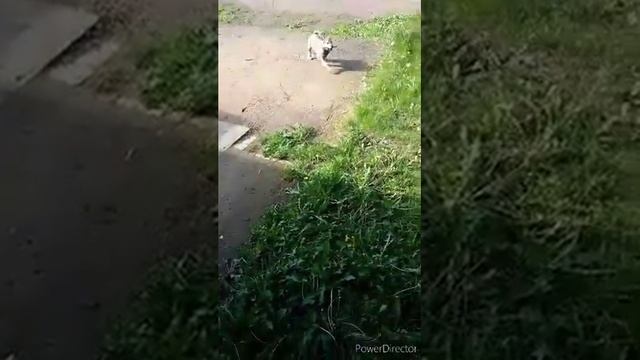 Щенок Западно сибирской лайки 2 месяца ,воспитание 1 смотреть онлайн