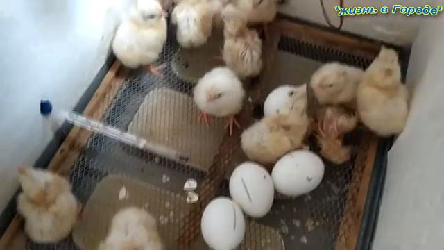 🇺🇦как добиться 💯% Вывода цыплят из инкубатора.🇺🇦 смотреть онлайн