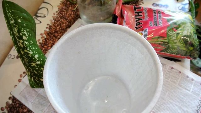 ДИФФЕНБАХИЯ Посадка и пересадка диффенбахии Dieffenbachia смотреть онлайн