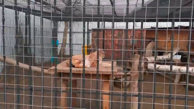 Зоопарк Барнаул смотреть онлайн
