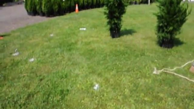 Video about Growing Leyland Cypress In Shady Locations NJ &Pa смотреть онлайн