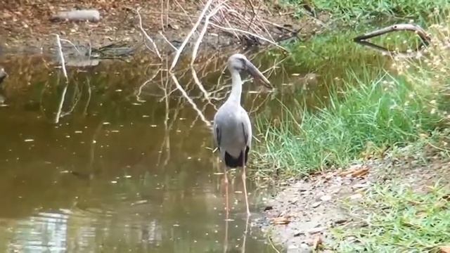 Индийский аист разиня Asian Openbill Stork смотреть онлайн